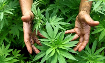 Valle Imagna, arrestato 38enne che coltivava marijuana in Romania