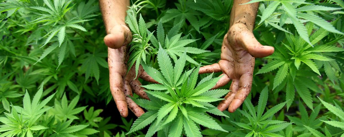 Valle Imagna, arrestato 38enne che coltivava marijuana in Romania