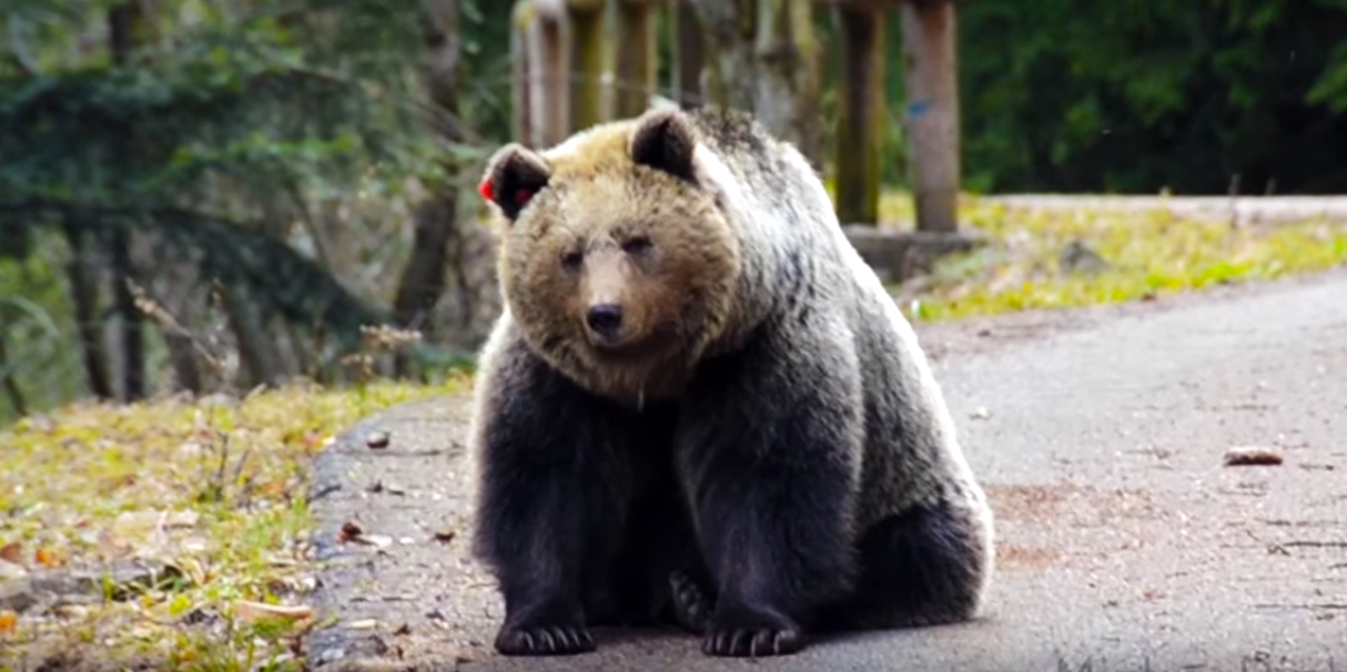 Giretto in moto interrotto dall’orso Bello il video dell’incontro inatteso