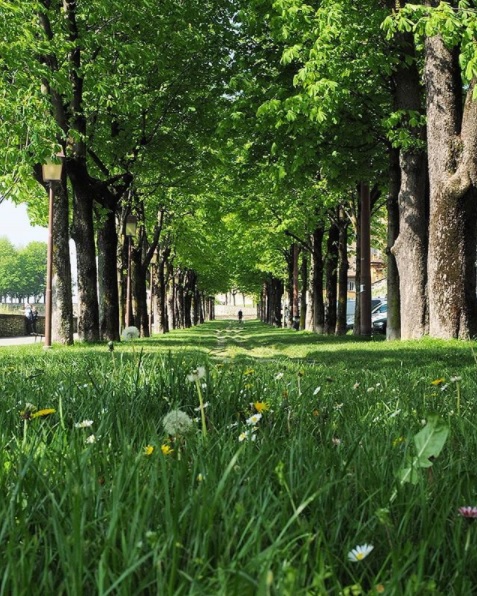 Viale delle Mura – Nino Alfieri