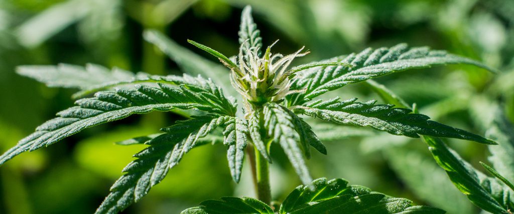 Bloom Heart, la cannabis tira e apre anche in Borgo S. Caterina