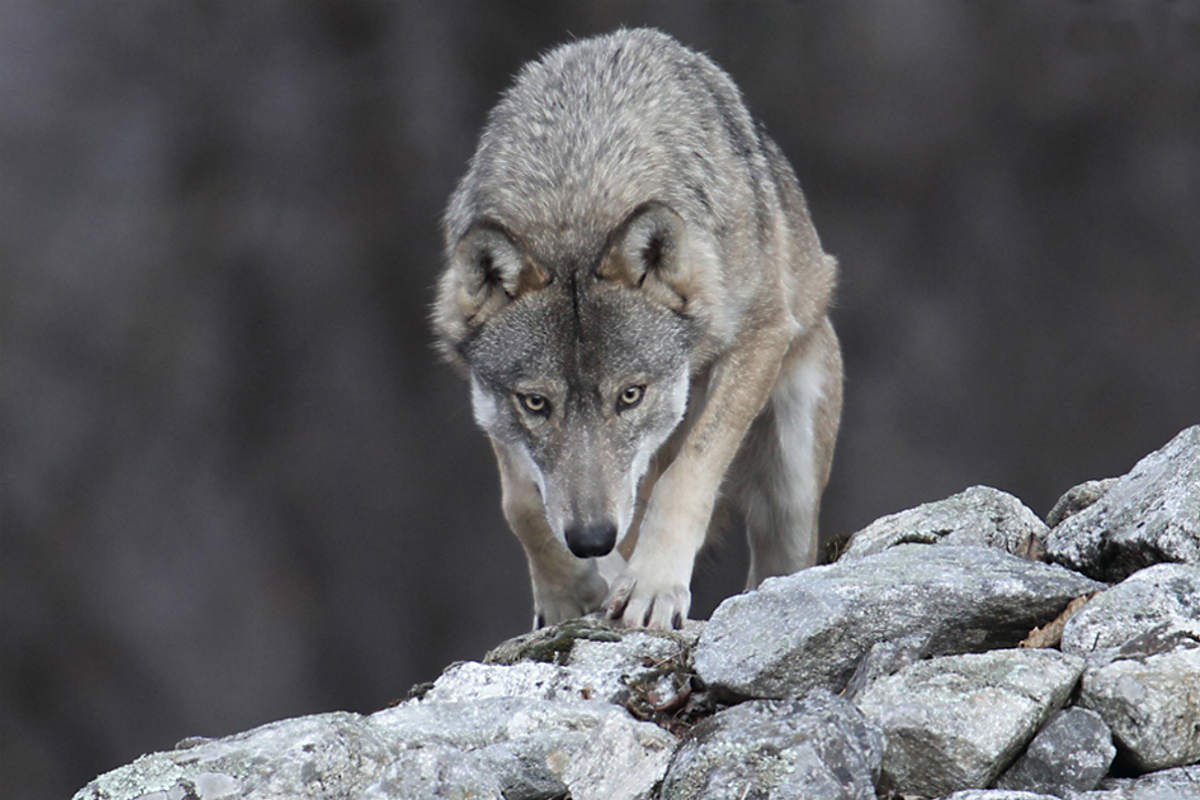 Nasce in Val Seriana il “Comitato tutela dai lupi”, che chiede il «contenimento della specie»