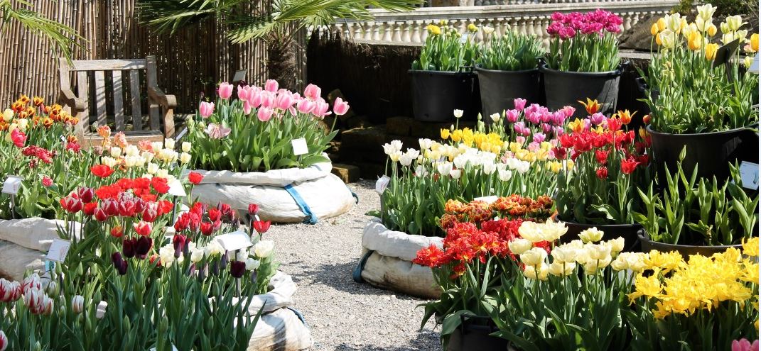 Pane e tulipani all’Orto Botanico Duemila fiori e mostra sul cibo