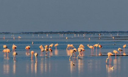 Posti fantastici e dove trovarli La Camargue, terra d'incanto