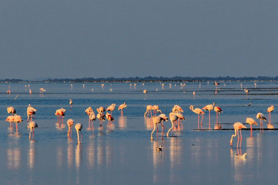 Posti fantastici e dove trovarli La Camargue, terra d’incanto