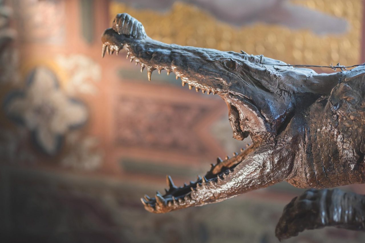 La Bella e la bestia di nuovo insieme Il coccodrillo torna a Ponte Nossa