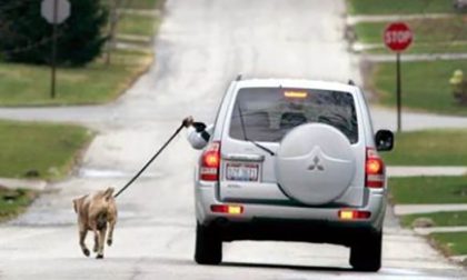 Porta il cane a spasso, ma in auto Rischia una multa da 5mila euro