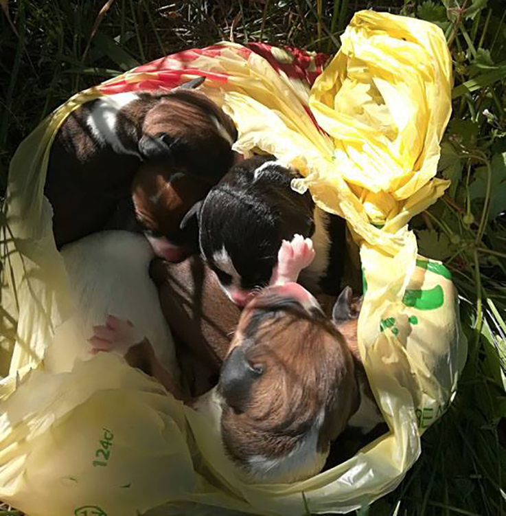 Cuccioli abbandonati in campagna salvati da una bambina a Pontirolo