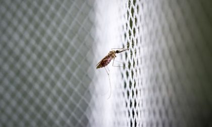 Una zanzariera contro la malaria funziona (bene) come un farmaco