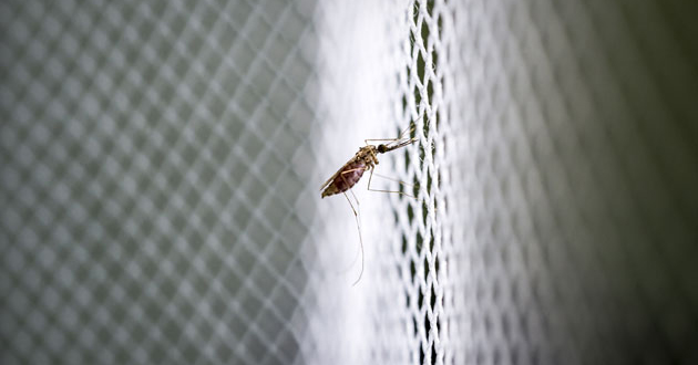 Una zanzariera contro la malaria funziona (bene) come un farmaco
