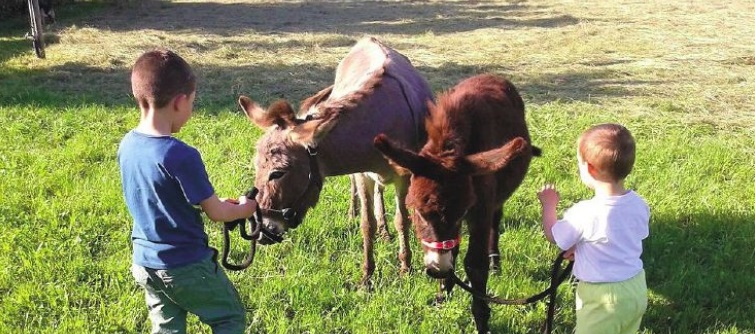 Onkydonkey in quel di Zanica Ovvero l’animo nobile degli asini