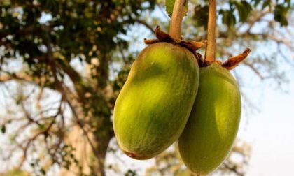 Gli incredibili benefici del baobab