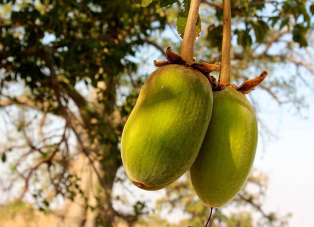 Gli incredibili benefici del baobab