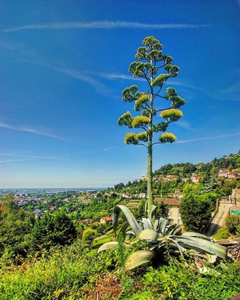 Mediterraneo o… Città Alta? – Vittorio Alessio