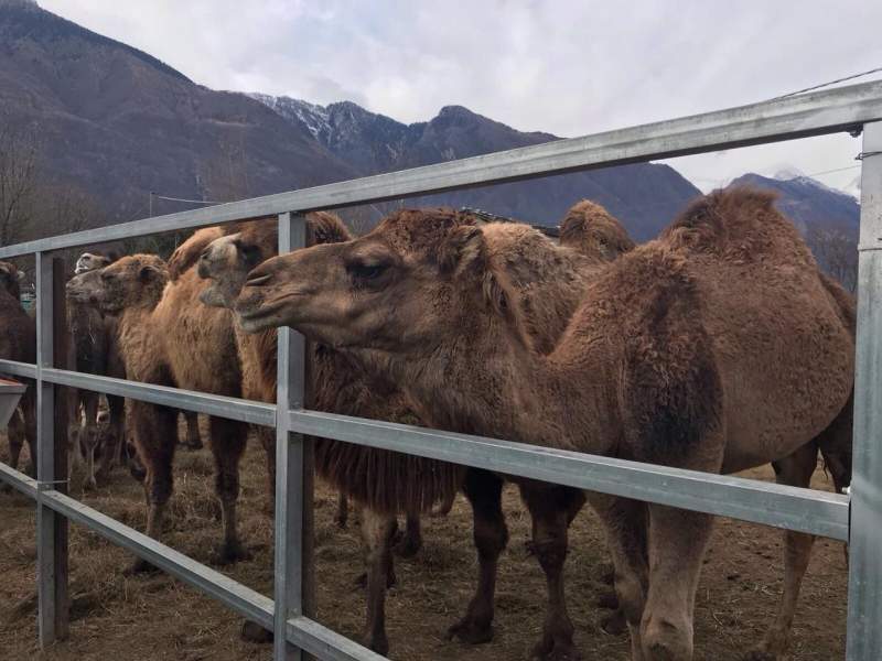 Che ci fanno dromedari e zebre a Somaggia, in Val Chiavenna