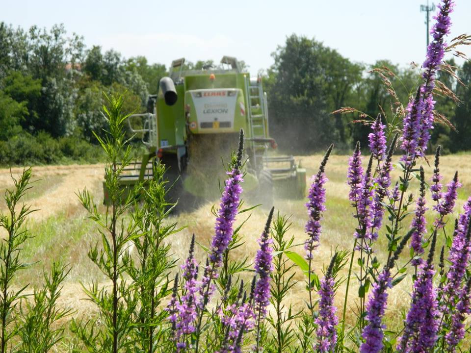 Gli effetti del Covid sull’agricoltura bergamasca: un «vero e proprio terremoto»