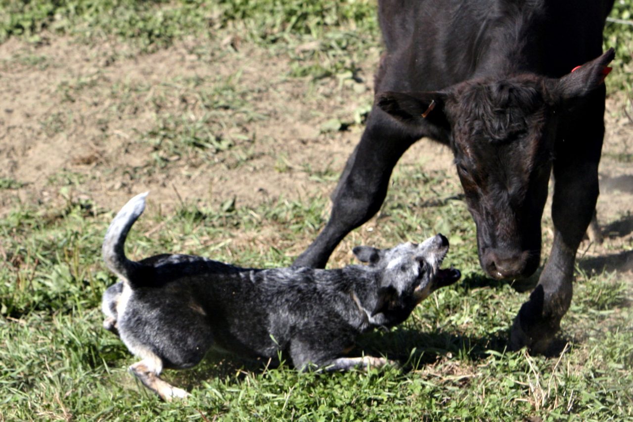 Il campionato dei cani da pastore Appassionati e curiosi in Valsassina