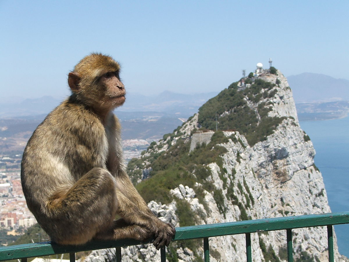 1200px-Rock_of_Gibraltar_Barbary_Macaque