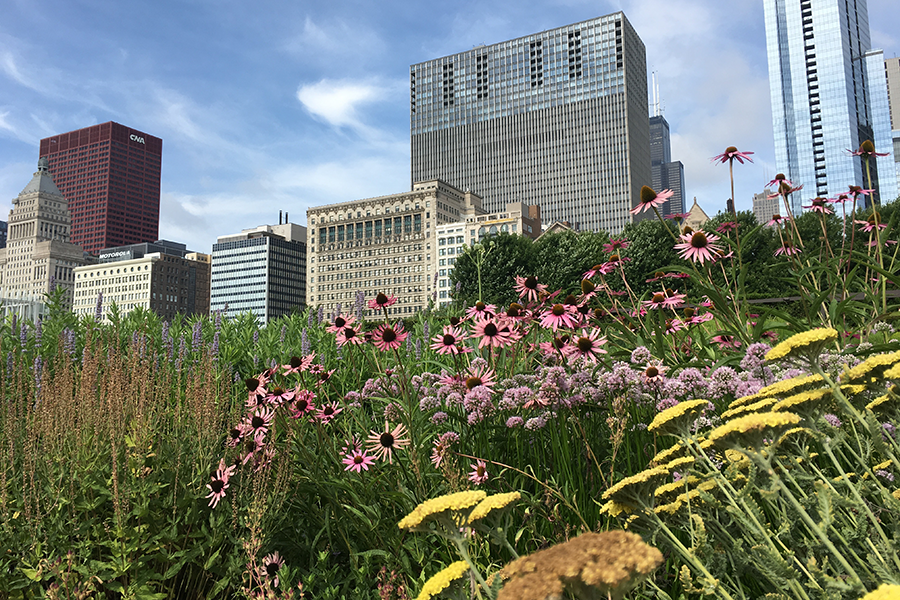 Lurie-Garden-Megan-Wade-900x600