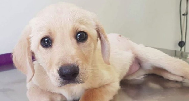 Maltrattata, investita e abbandonata La piccola Summer cerca casa