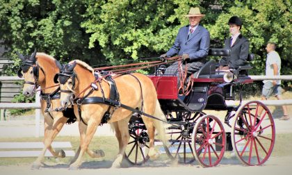 Emilio, vero fuoriclasse dello slalom su una carrozza trainata da cavalli