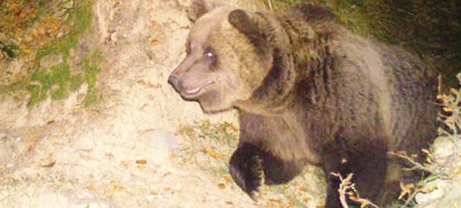 Difendiamo l’orso, e il mandriano?