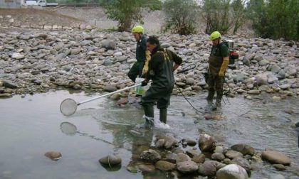 Alzano: la centralina, il fiume e i ventimila pesci morti