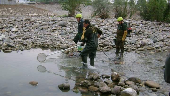 Alzano: la centralina, il fiume e i ventimila pesci morti