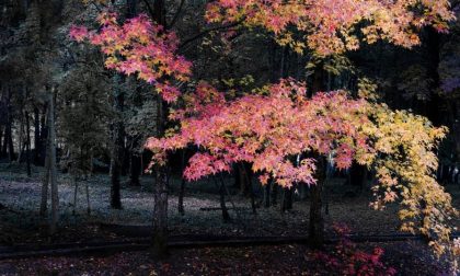 I mille colori dell'autunno a Endine - Francesco Gelati