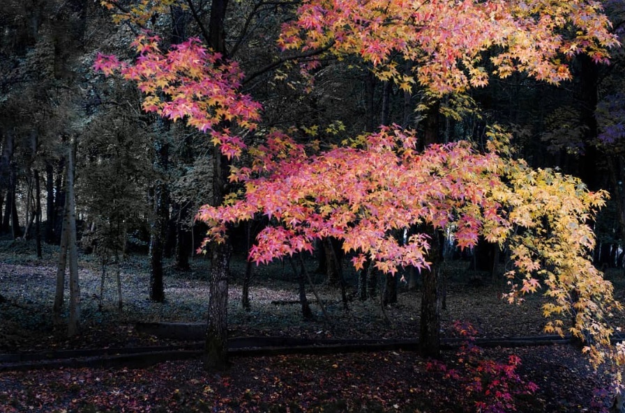 I mille colori dell’autunno a Endine – Francesco Gelati
