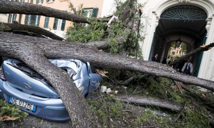 Il giorno della strage degli alberi (ma a Bergamo hanno resistito)