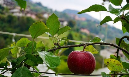 Il weekend nelle valli orobiche #80 Tutti gli eventi da non perdere