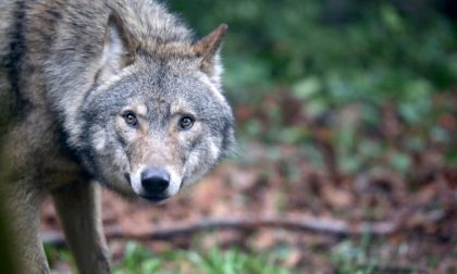 In Veneto c’è un serio problema lupi e si vuole consentirne l’uccisione