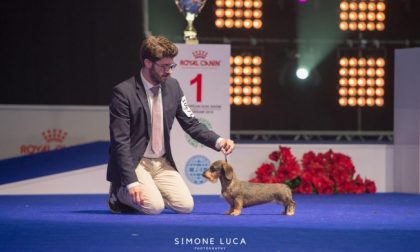 I due bassotti più belli d'Europa son bergamaschi: oro a Varsavia