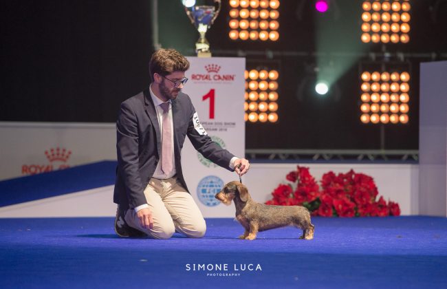 I due bassotti più belli d’Europa son bergamaschi: oro a Varsavia