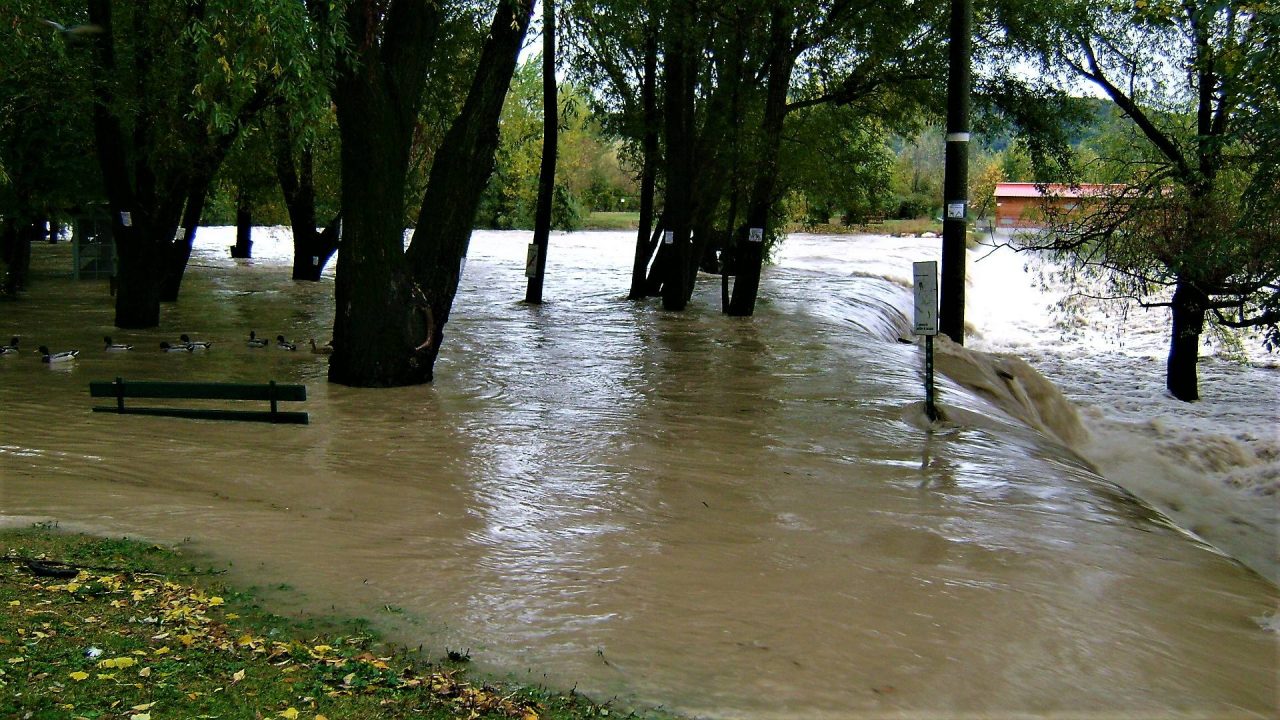L’oca disabile, la piena, le polemiche È bagarre ad Alzano dopo la pioggia