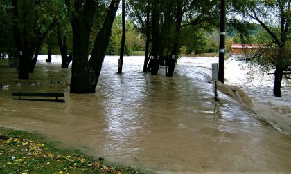 L’oca disabile, la piena, le polemiche È bagarre ad Alzano dopo la pioggia