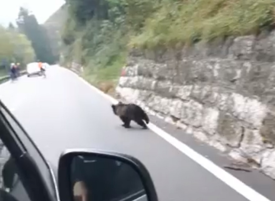 Mamma orsa con cucciolo in strada Il video sulla Statale 42, al Tonale