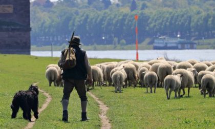 Quel pastore errante di Antegnate che porta le pecore sulla BreBeMi