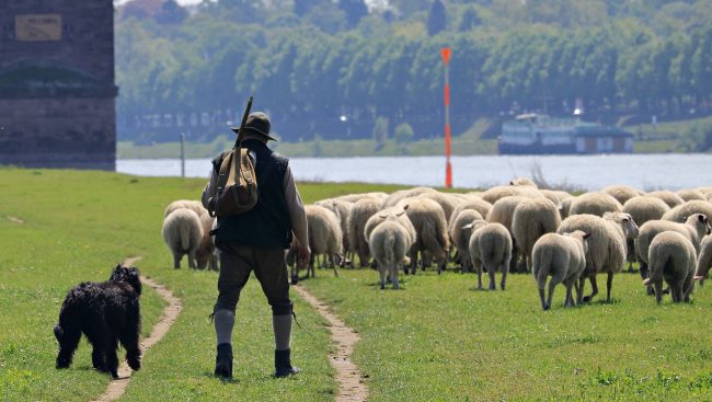 Quel pastore errante di Antegnate che porta le pecore sulla BreBeMi