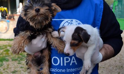 Bergamo, traffico illecito di cuccioli Smantellata gang internazionale