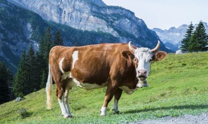 Le mucche svizzere hanno perso Bocciato il referendum sulle corna