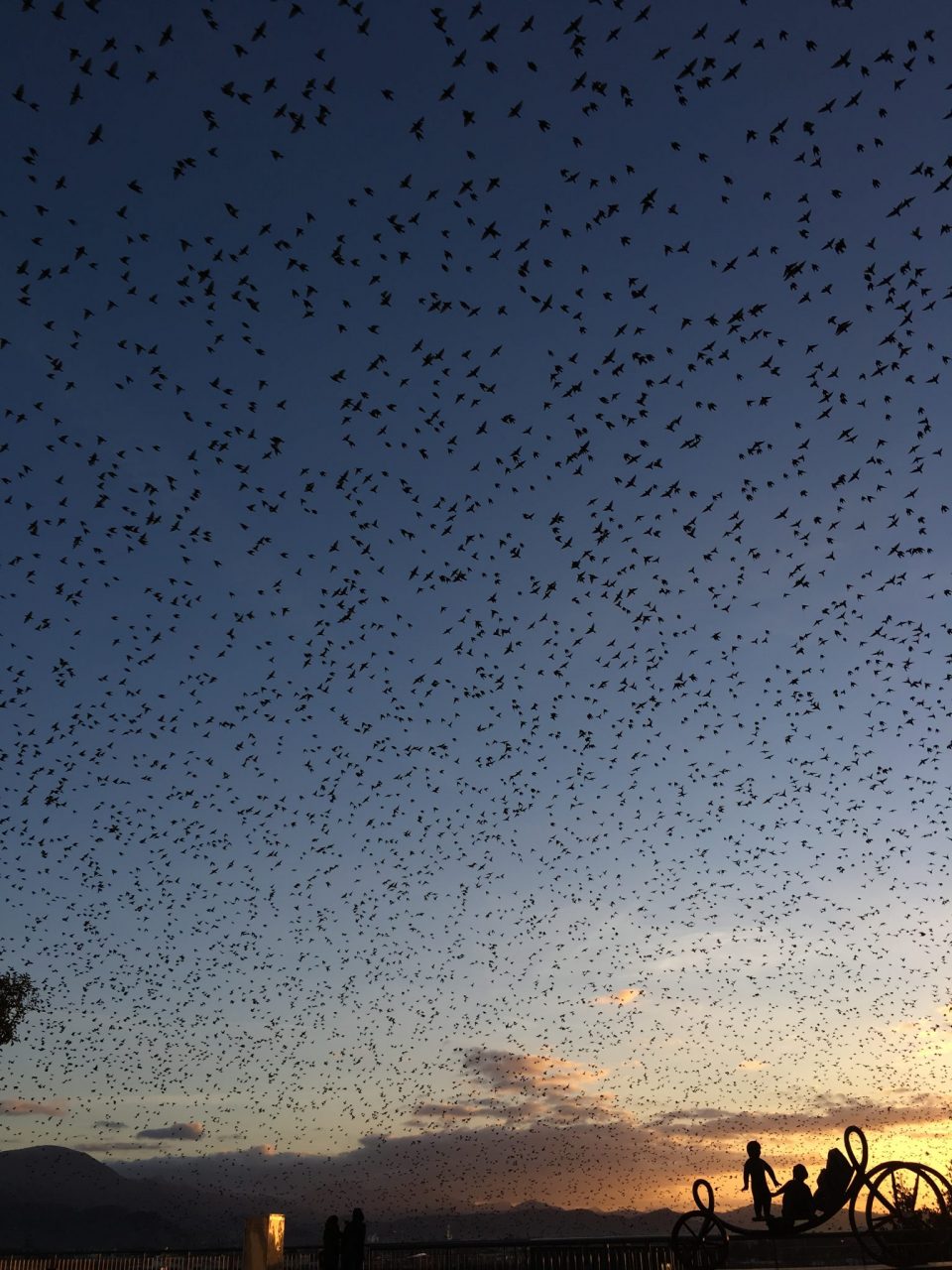 I cieli di tutta Bergamo sono invasi dagli stormi degli storni (notato?)