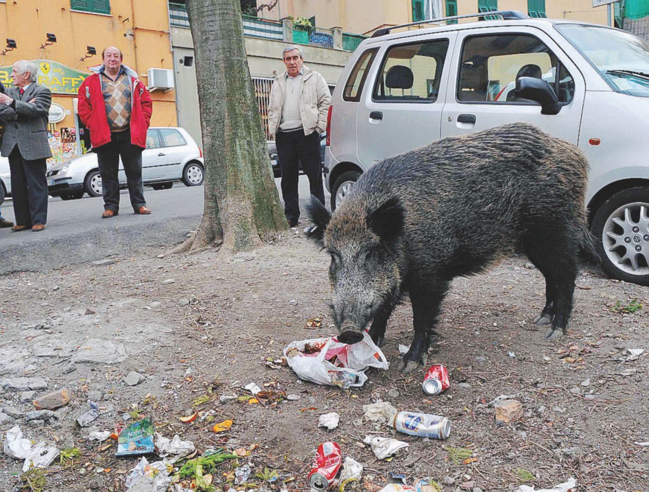 La Coldiretti scende in piazza l’8 luglio per dire stop «all’invasione dei cinghiali»