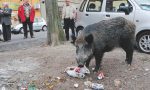 La Coldiretti scende in piazza l'8 luglio per dire stop «all'invasione dei cinghiali»