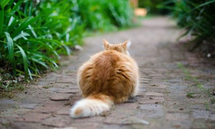 Gatti avvelenati al parco giochi «Un rischio anche per i bambini»