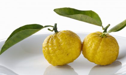 Mai sentito parlare dello yuzu?