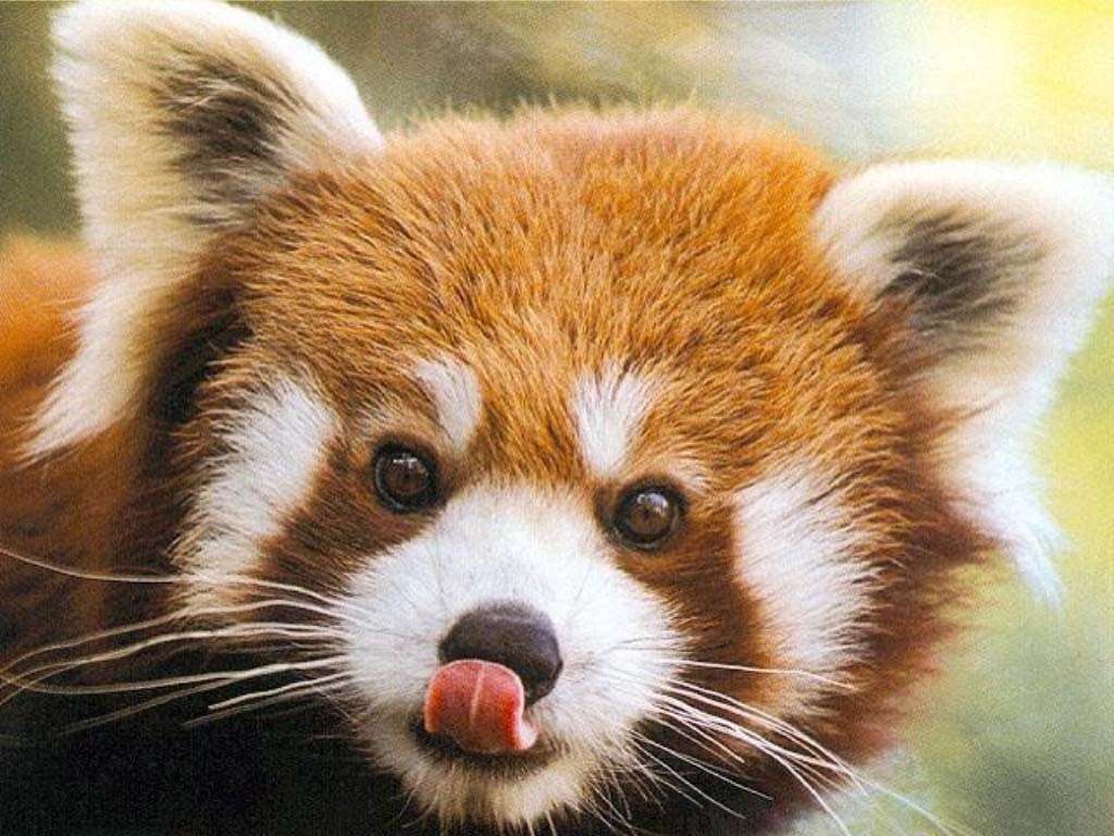 Lo sapevate che i panda minori si accoppiano per ore con fantasia?