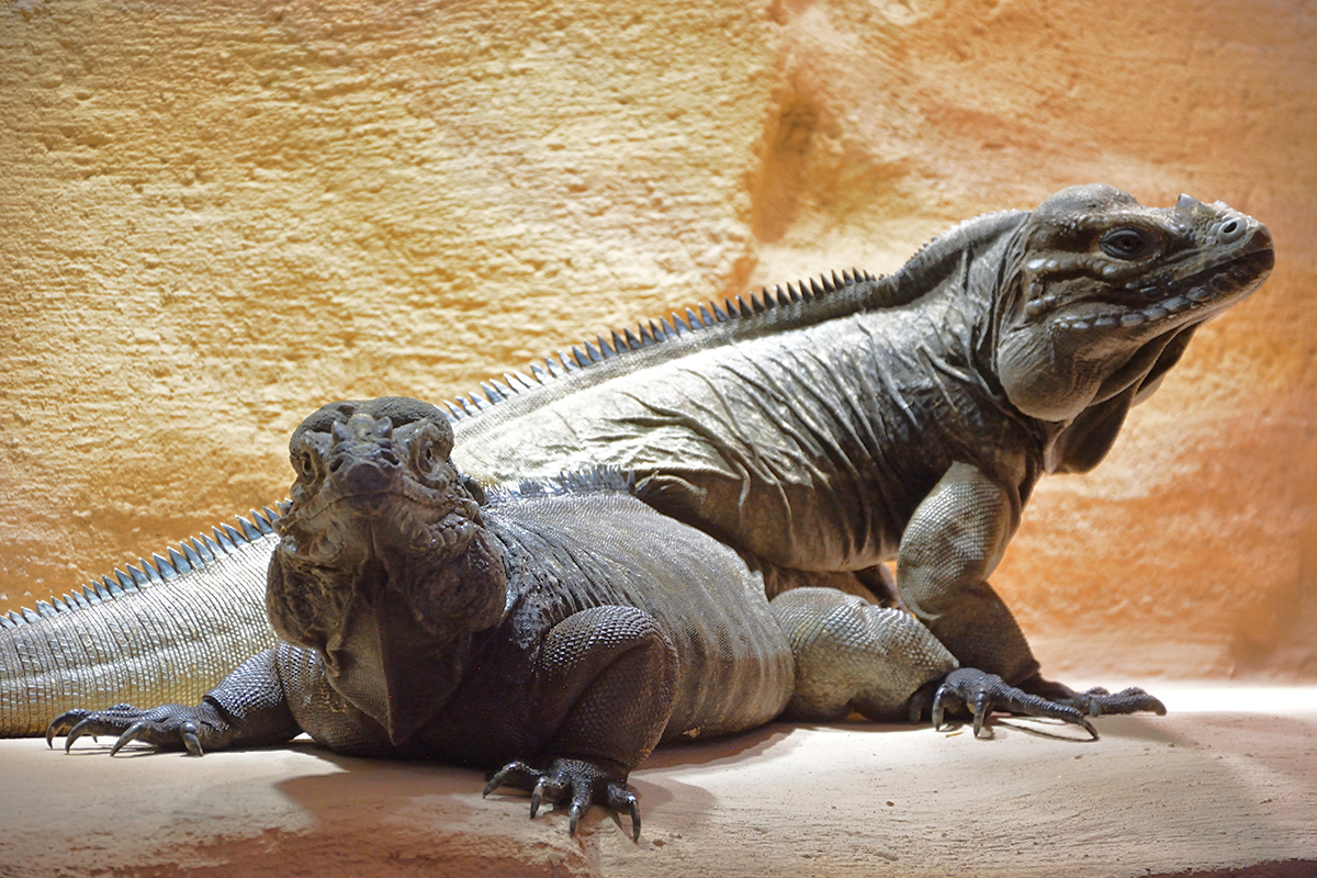 09 Iguana rinoceronte - la coppia