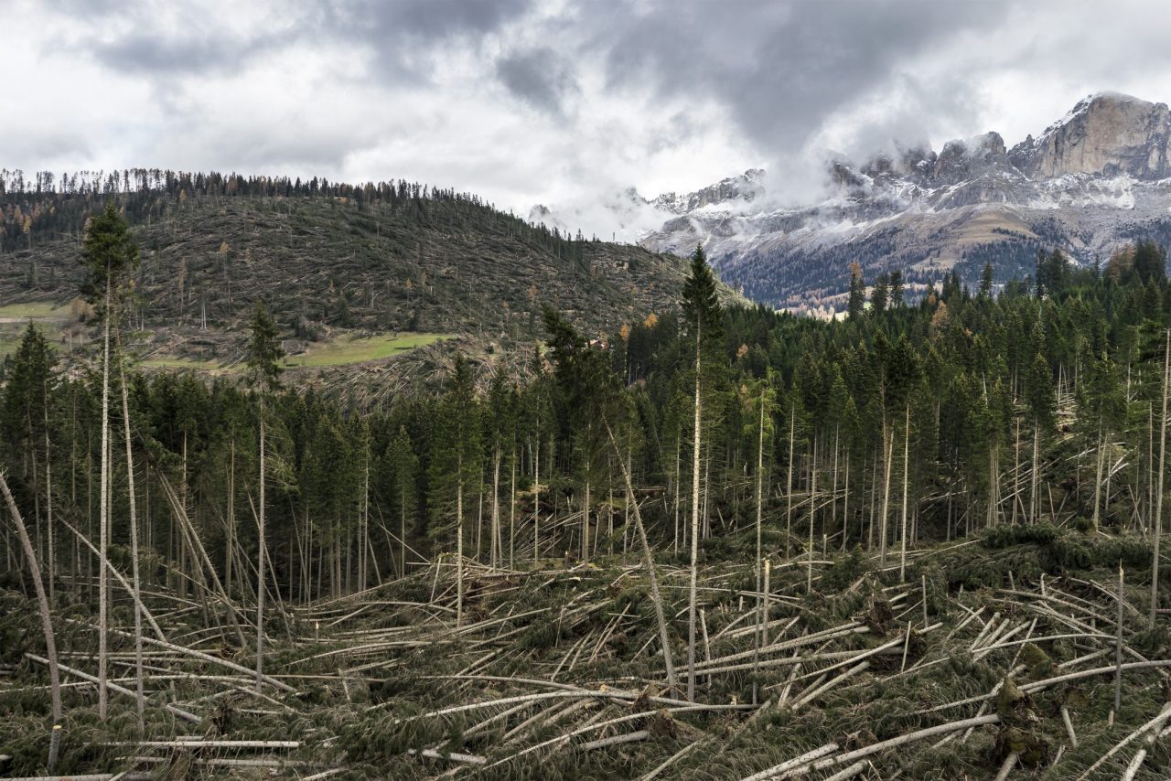 Quel vento a 140 chilometri orari che ha steso la foresta dei violini